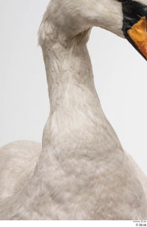 Mute swan neck 0001.jpg